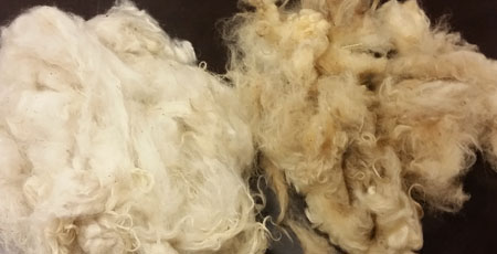Scoured wool - Before and after